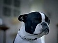 Cute Television Advert - Scared Dog