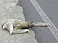 Sluggish sloth tries to cross road