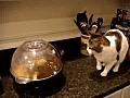Cat and Popcorn Machine