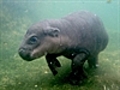 Baby hippo’s first swim