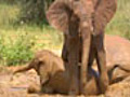 Bronze Elephant Sculptures