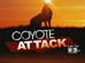 Rye Cops Ready To Shoot Coyotes On Sight