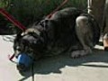 Caucasian Ovcharka Dog is EUTHANIZED!