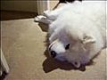 Funny Samoyed