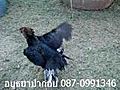 ไก่ป่าก๋อย อยุธยาป่าก๋อย