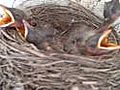 Baby Birds