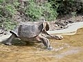 Scientists seek mate for last giant tortoise