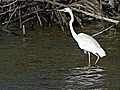 Visual Journey: Florida Wetlands