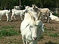  Baltimore farmer’s market adding goat meat to offerings