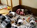 moeder luna en de doggies
