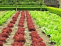 Howdini - How to Grow an Organic Vegetable Garden