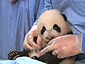 Panda Cub’s Seventh Exam