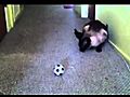 Cat (Popcorn) Fetch Ball