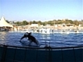 Marineland : paradis des amoureux de la mer