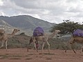 Camels: Kenya’s Mobile Medical Units