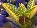 Houseplants benefit students