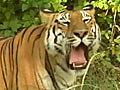 Team Purab spots the big cat in Pench tiger reserve