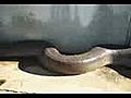 Largest Snake Dead