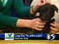 'Hannah' - Lab Mix - #A03775122