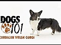 Cardigan Welsh Corgi