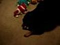 My Dog opening Christmas Gifts 2