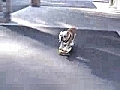 Dog on Skateboard