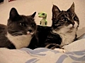 The two talking cats,  plus gecko