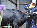 福島県飯舘村で牛のスクリーニング
