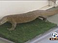 Monitor lizards making South Florida home (WPTV)