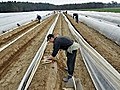 Erster frischer Spargel wird geerntet