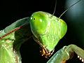 Monster Bug Wars: Giant Rainforest Mantis