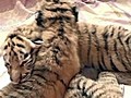 Tiger habitat shows off triplet cubs