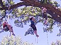 Medical Watch: Tree Climbing