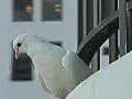 Royalty Free Stock Video HD Footage White Dove on a Hotel Balcony at Waikiki Beach in Honolulu Hawaii