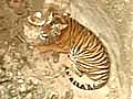 Tigress falls into dry well,  rescued