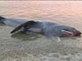 Basking shark beaches itself in Plymouth,  Mass.