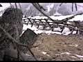 wildlife cartoon