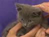 Rescued kitten awaits adoption