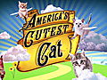 America’s Cutest Cat 2010: The Super Bowl of Cute
