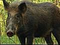 Feral Hogs in Missouri