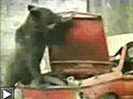 Les ours sont parfois de véritables vandales !!
