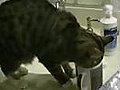 cats performs ritual before drinking water !