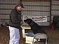 How to Train a Rottweiler to be a Retriever