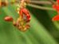 Private Beekepers Help To Save Bees