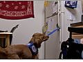 Assistance Dogs - Talk to Current Users