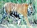 Alarm call for Tiger Reserve