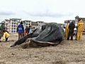 Crowds Gather To See Beached Whale