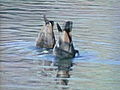 Water Fowl