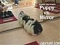 Puppy vs. Mirror