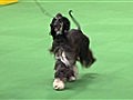 Westminster Kennel Club Dog Show - Best of Hound Group,  Part 1